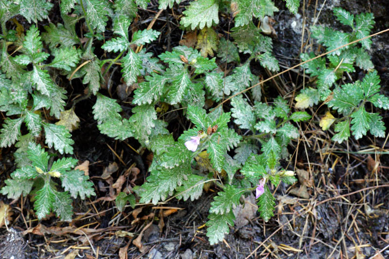 Teucrium chamaedrys